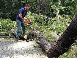 Southern View, IL Tree Services Company