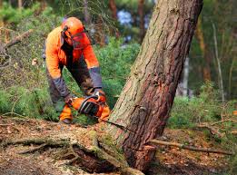 Best Pest Control for Lawns  in Southern View, IL