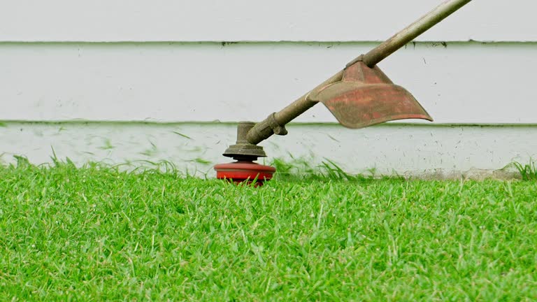 Best Lawn Disease Treatment  in Southern View, IL