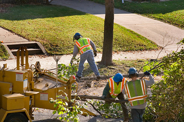 Best Stump Grinding and Removal  in Southern View, IL