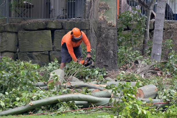 Best Tree and Shrub Care  in Southern View, IL